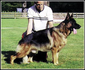 Ringo De Intercanina Membuktikan Daya Turunnya !!!