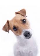 Perkiraan Usia Anjing