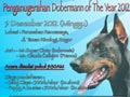 Dobermann Specialist & Dobermann Of The Year 2012