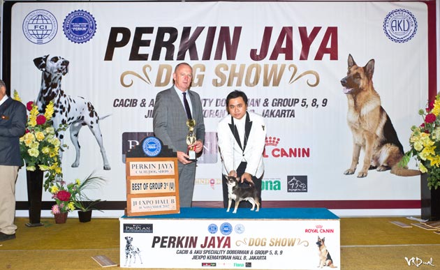 INA.CH.Cardinal Dancing Star