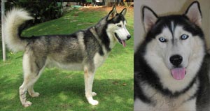 Ronaldo Von Babakan Jeruk 3 D26