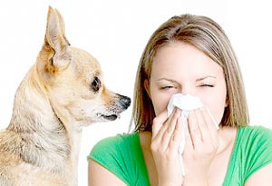 Anda Alergi Bulu Anjing? Baca Ini!