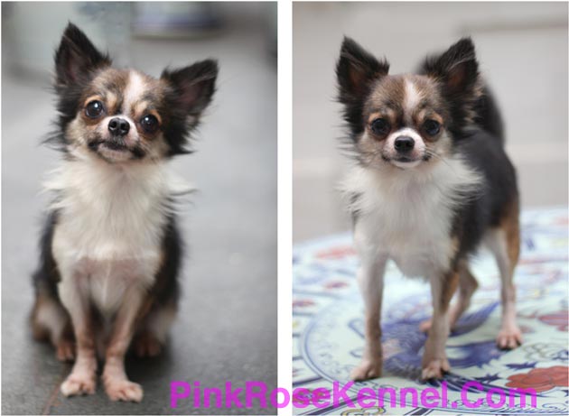 Indo Hachi Dachida Von Nick Jacko