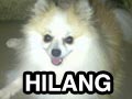 Anjing Pom Hilang Di Surabaya