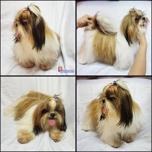 Treasure Nebula X-Mas Bread