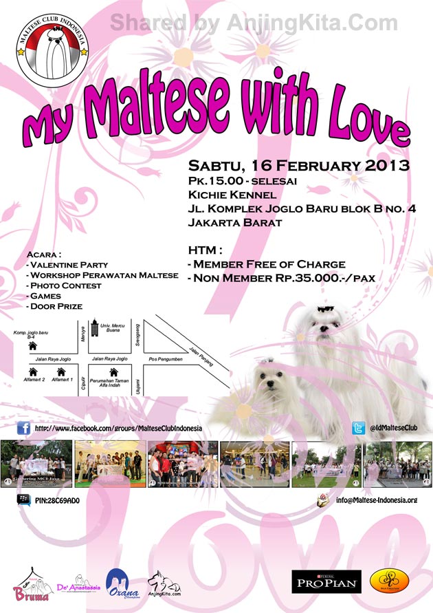 My Maltese with Love
