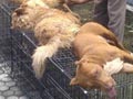 4 Ekor Anjing Dieksekusi Di Papua