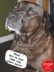 Penerapan Puasa Pada Anjing