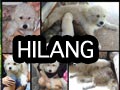Anjing Hilang Di Surabaya