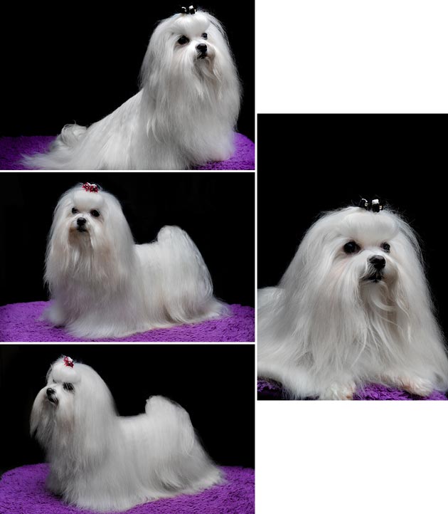 Oxana Champion Napoleon Bonaparte