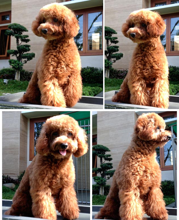 Hungkwang's Zercho (Otto)