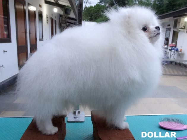 Dollar of Chiao Li Ya FCI �DOLLAR�