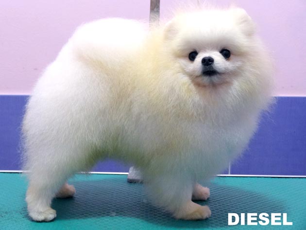 Bai Jen Meng of Chiao Li Ya FCI �DIESEL�