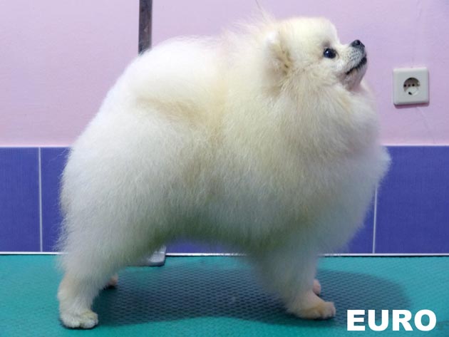 Kenzo of Chiao Li Ya FCI �EURO�