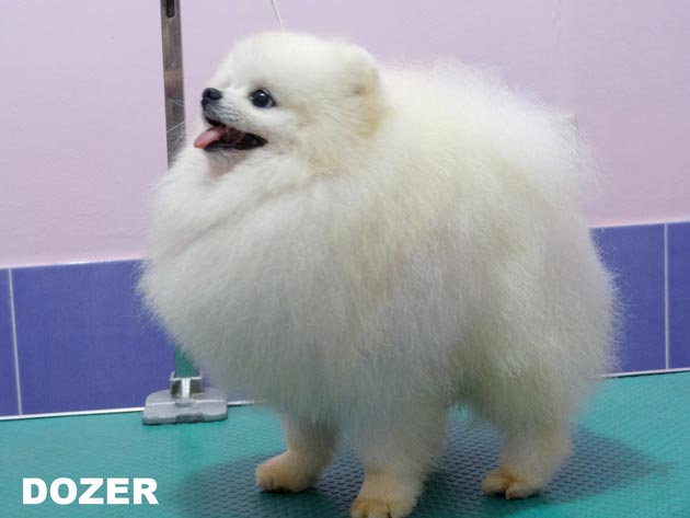 Dozer of Chiao Li Ya FCI �DOZER�