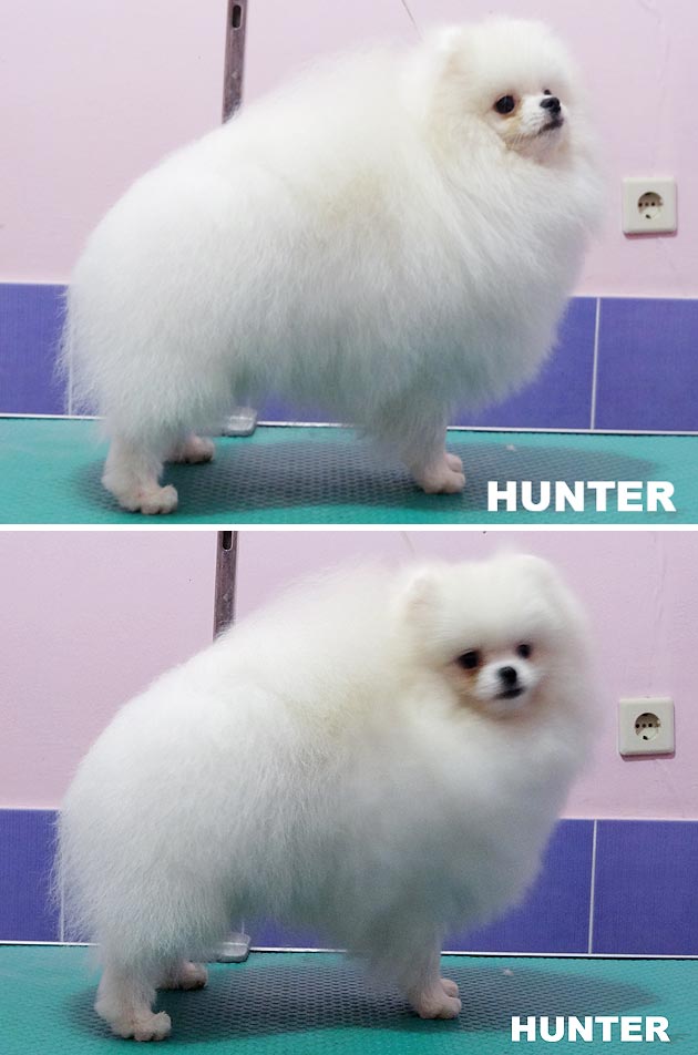 Boku of Chiao Li Ya FCI �HUNTER�