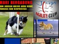 Mau Anjingnya Pintar? Ikuti Jogja Agility Club