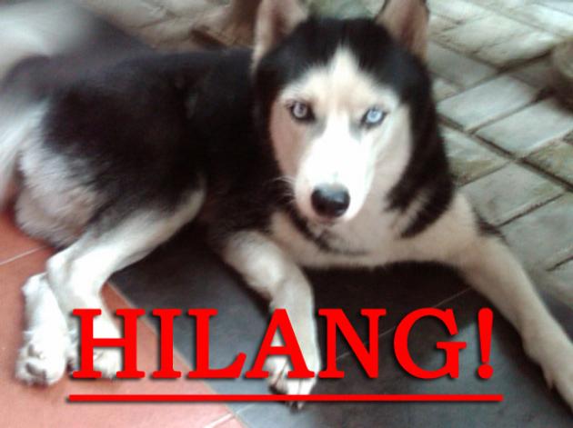 Siberian Husky Hilang di Greenville (Sudah Diketemukan)