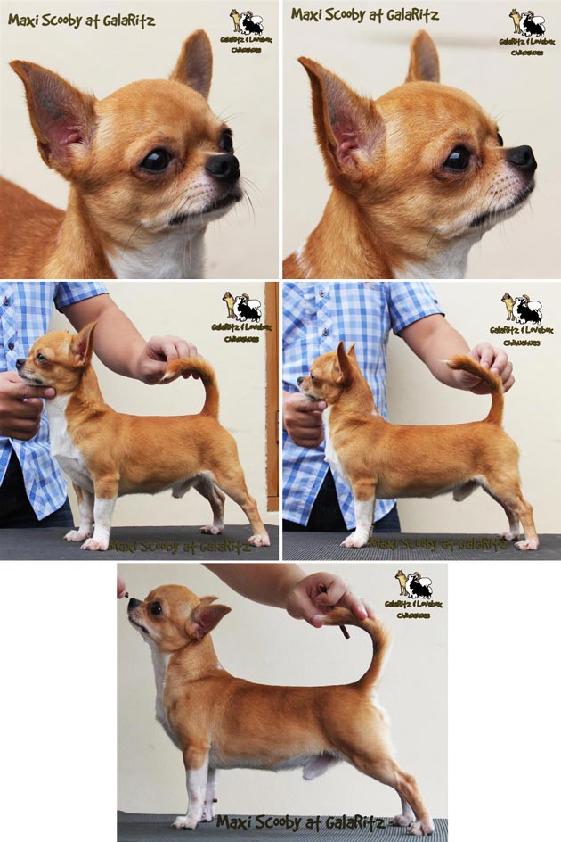 BJ House Maxi Scooby