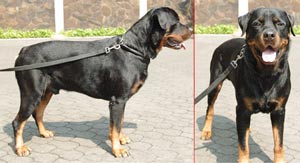 Bevhills Chico Von Evman