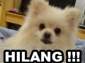 Anjing Pomeranian Hilang DI Pantai Mutiara