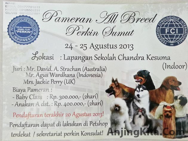 Pameran Anjing : Perkin Medan All Breed Dog Show 2013