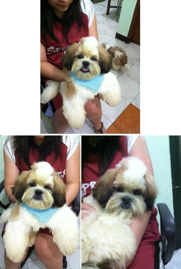 Anjing Pejantan Shih Tzu : Lionel von Hannan Star
