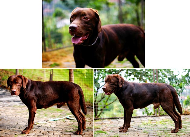 Pejantan Labrador : Rafeni's Richie