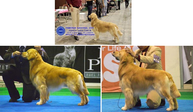 Pejantan Golden Retriever : Praetorian's Iapetus