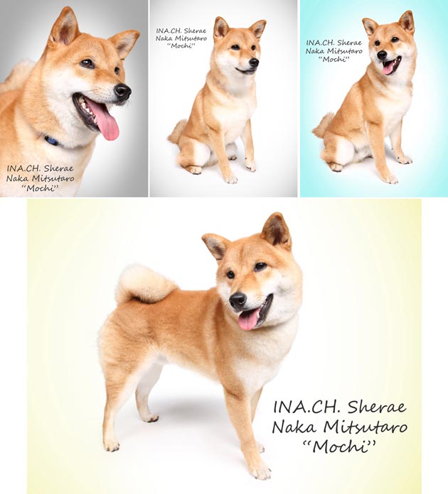 Pejantan Shiba Inu : Ina.Ch.Sherae Naka Mitsutaro