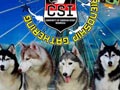 Siberian Husky Friendship Gathering
