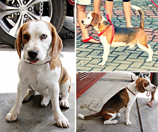 Pejantan Beagle : Alonso Von Cassanova