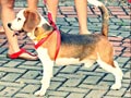 Pejantan Beagle : Alonso Von Cassanova