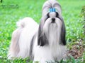 Pejantan Shih Tzu : Majesty's Mountain 