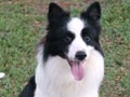 Pejantan Border Collie : INA.CH. Kerrybrent NZ-Connection