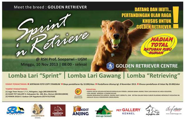 Meet the breed : GOLDEN RETRIEVER 