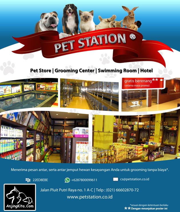 Berenang Gratis Untuk Anjing Anda @ Pet Station Pluit