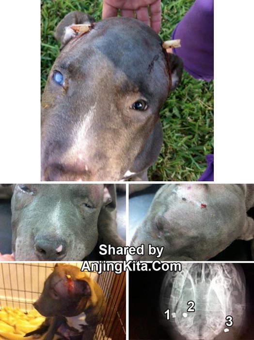 Anjing Pitbull Tetap Hidup Setelah Ditembak