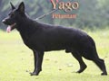 Pejantan Herder : Yago Von Orchid Star