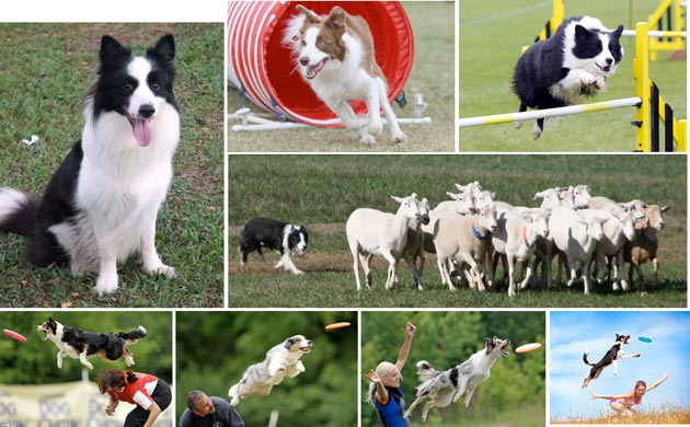 Anjing Terpintar Di Dunia, Border Collie
