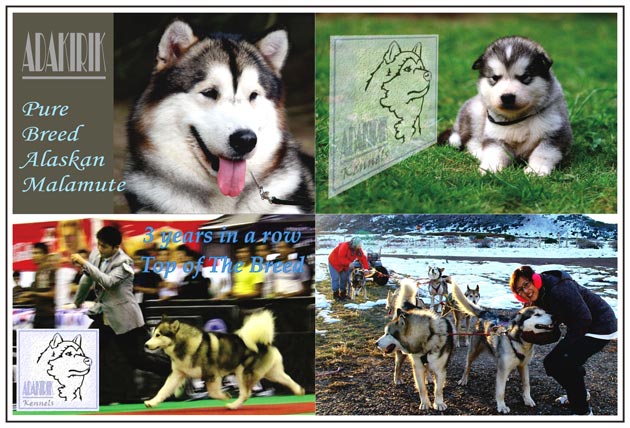 Adakirik Alaskan Malamute