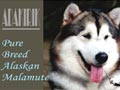 Adakirik Alaskan Malamute