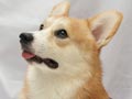 Pejantan Corgi : Zephyr's Alen Federico