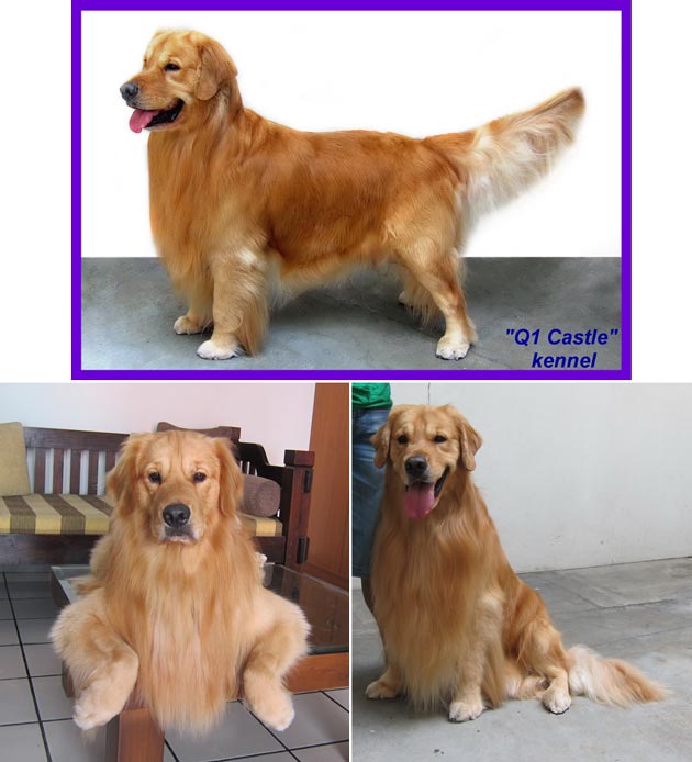 Pejantan Golden Retriever : Foster Von Q1 Castle