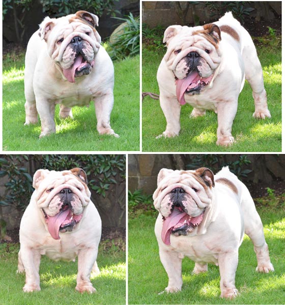 Pejantan Bulldog Import: Th.Ch.Tammy Lucky By Bigbone