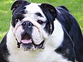 Pejantan Bulldog Import: Tammy Black Jack