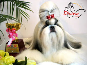 Divine Shih Tzu
