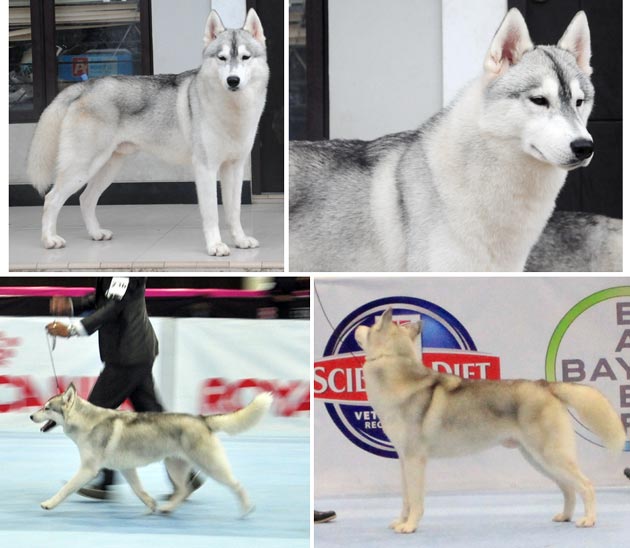 Pejantan Siberian Husky : Fourty One Classic