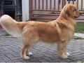 Ina. Champion Golden Hermes Cheers Me Up (Zoe)