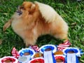 Pejantan Pomeranian Charming Prince 